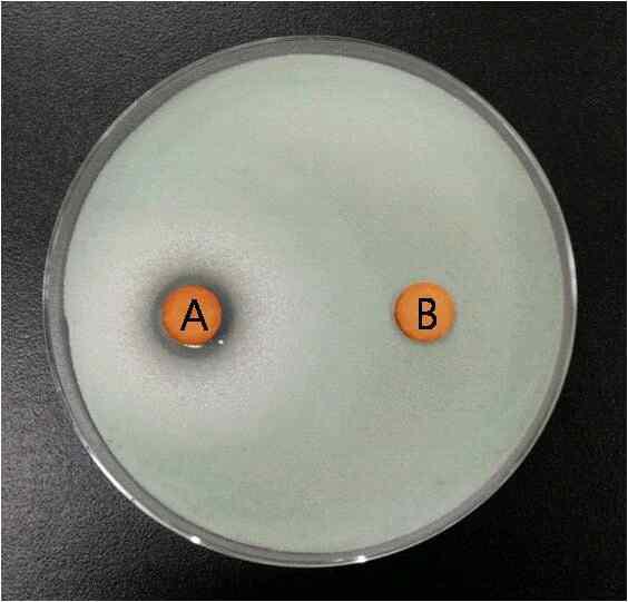 Antifungal activity of two cell-free fractions from ALH separated by 3,000 Da molecular weight cutter.