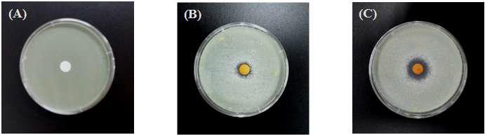 Antifungal activities of ALH culture medium and ethanol extract of cinnamon against FB after 48 hr of incubation at 25℃.