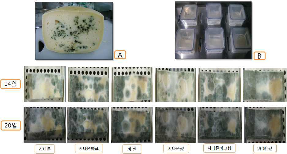 Effect of essential oil on the fungal growth inhibition of the inside on Tilsiter cheese.