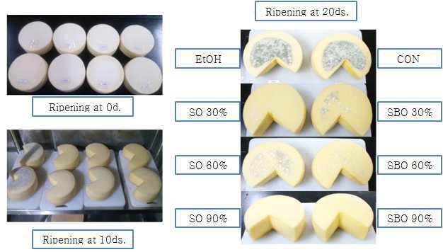 Effect of essential oil on the fungal growth inhibition of surface on Gouda cheese treated with cinnamon oil and cinnamon bark oil.