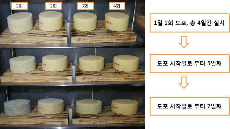 Effect of fungal growth inhibition of surface on Romano cheese treated with cinnamon extract.