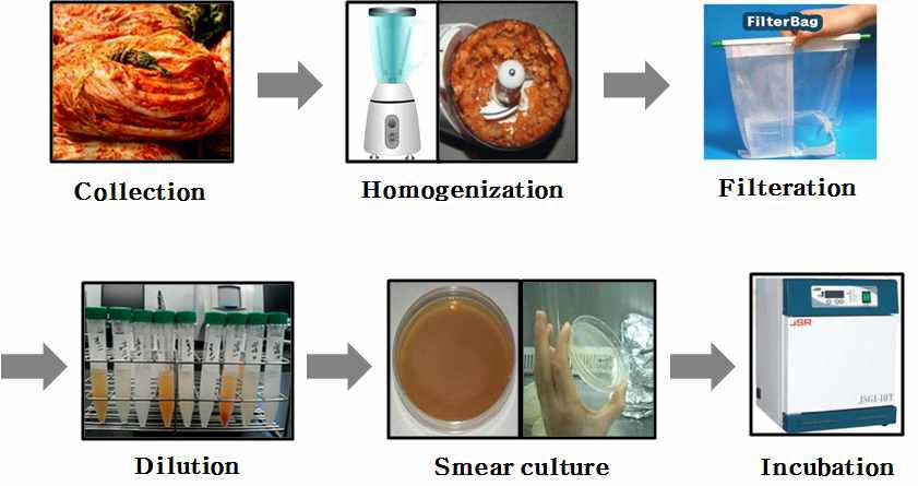 Isolation of lactic acid bacteria from Kimchi.