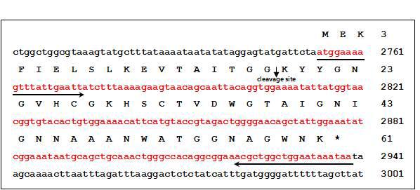 Nucleotide sequence and deduced amino acid sequence of the cDNA encoding the preprotein bacteriocin sakacin P(GenBank accession no. Z48542). PCR primer positions are indicated with horizontal arrows and direction of arrows indicates sense/antisense orientation. The cleavage site between pre-sequence and mature bacteriocin is indicated by a vertical arrow. The stop codon TAA is marked with an asterisk.