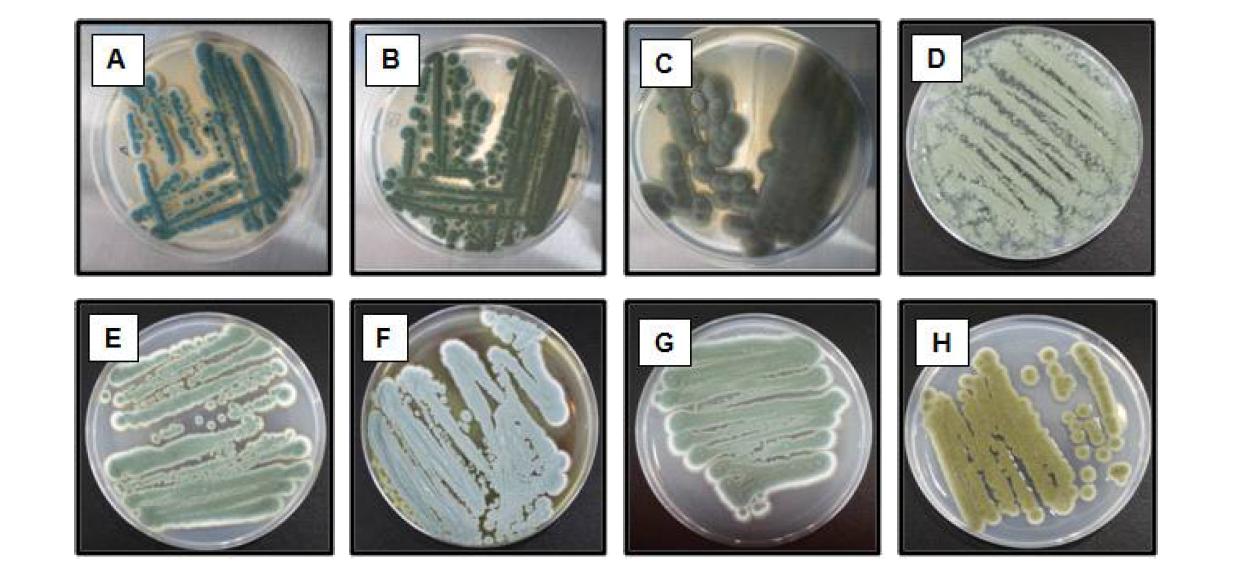 Fungi isolated from cheese and cheese ripening room. FA~FH: fungi A~H