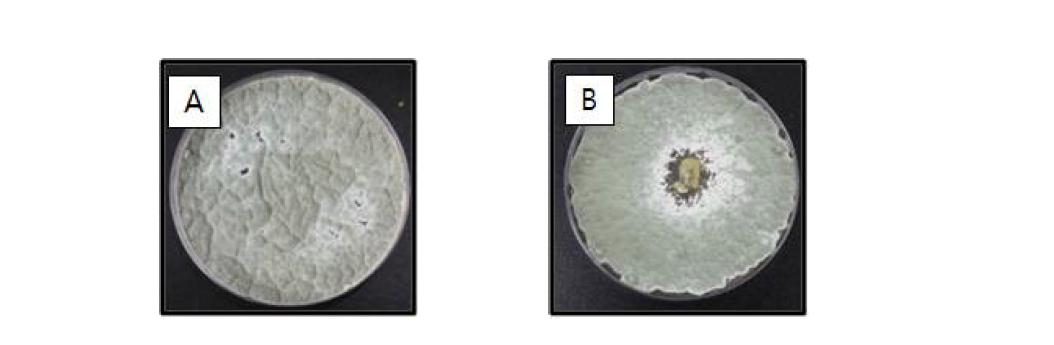 Antifungal activity of reference lactic acid bacteria against FB.