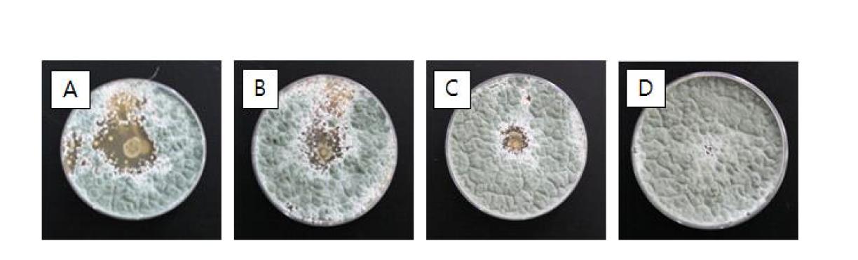 Antifungal activity of lactic acid bacteria isolated from Kimchi against FB.