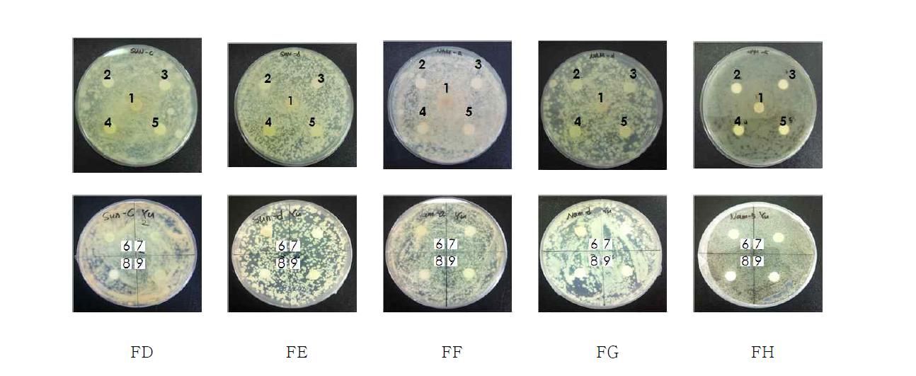 Screening of antifungal effect for natural resources extracted by ethanol.