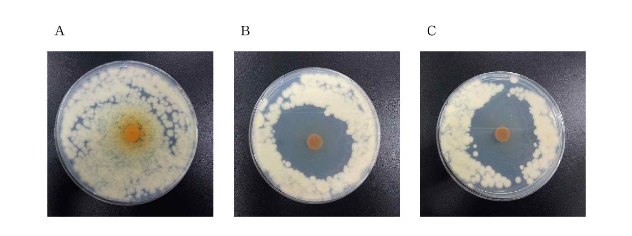 Antifungal effect of cinnamon for solvent type.