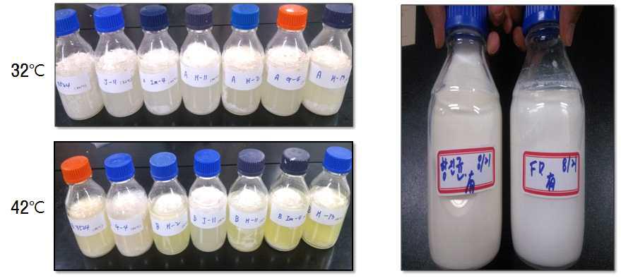 Manufacturing experiment by the antifungal lactic acid bacteria cultures in 10% skim milk (32℃&42℃).