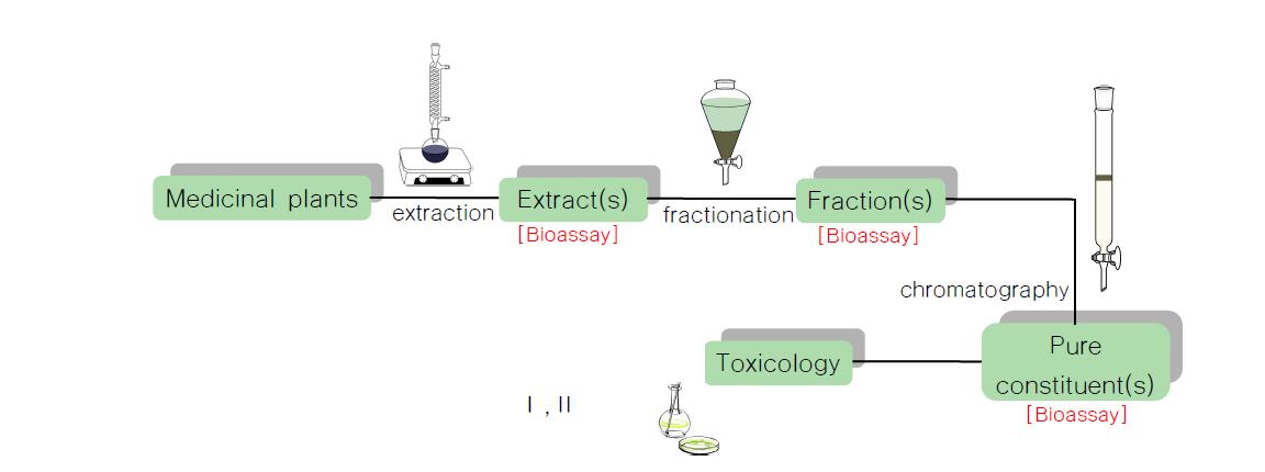 추출 및 분획과정 모식도.