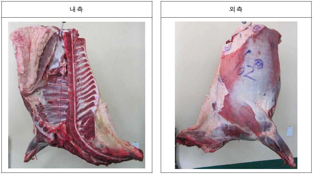 말고기 전 사분도체