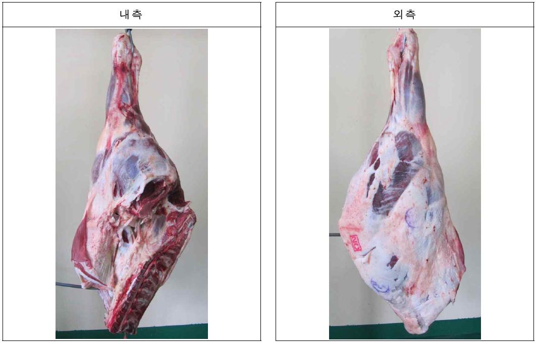 말고기 후 사분도체