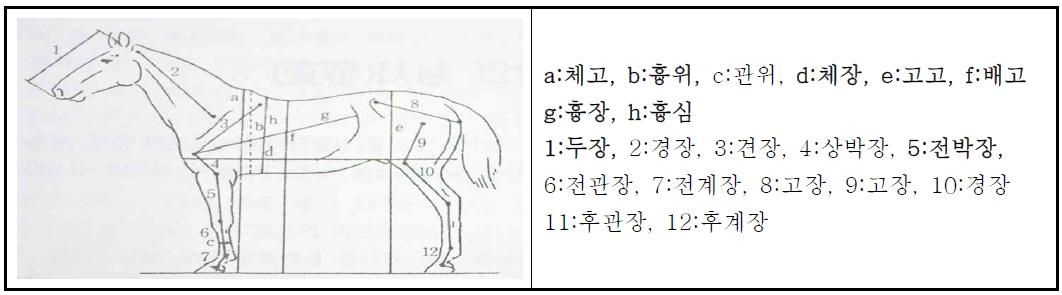 비육마의 외형 측정 항목