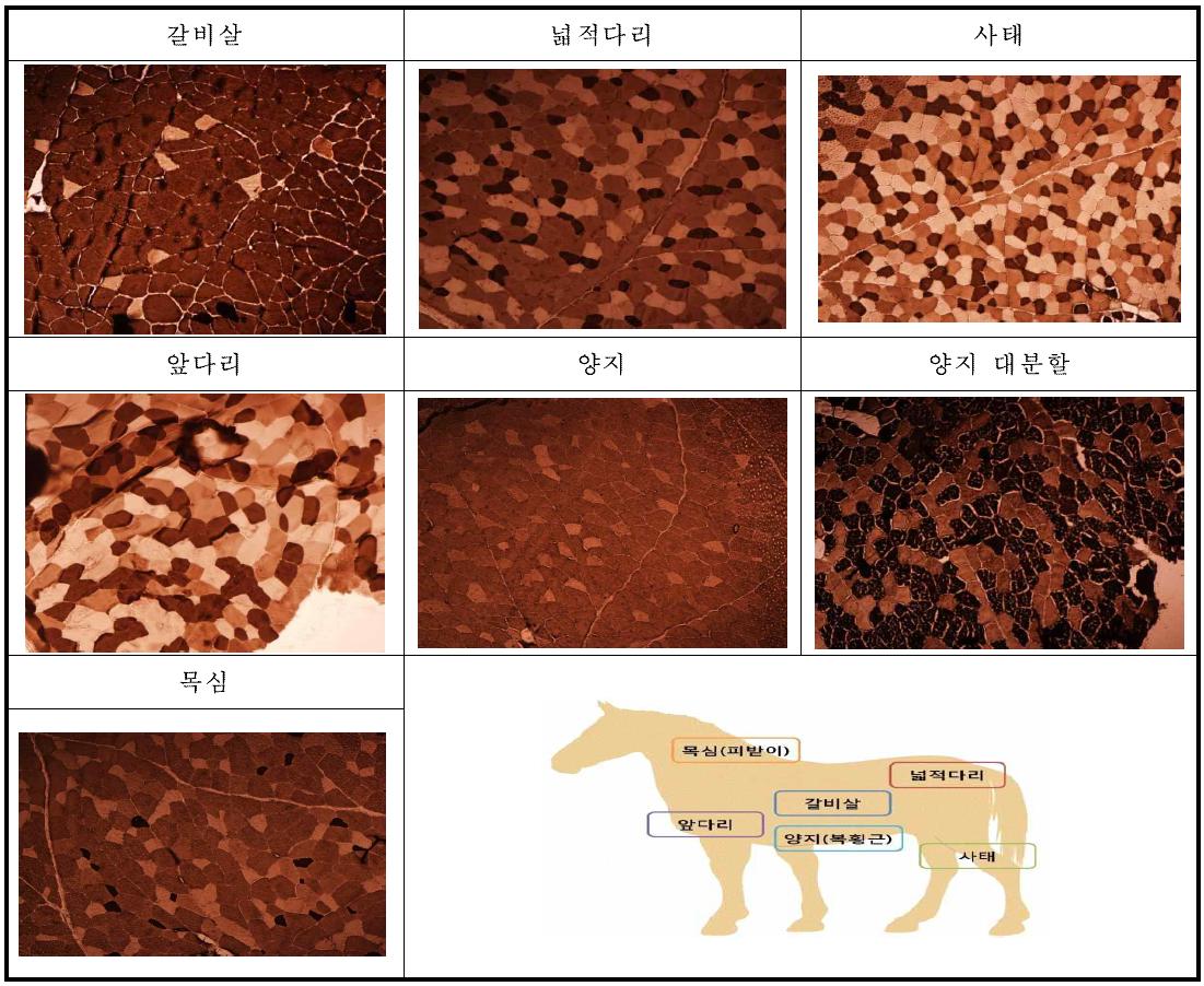 말고기 부위별 조직학