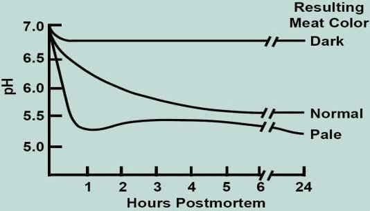 사후 근육의 pH 강하곡선