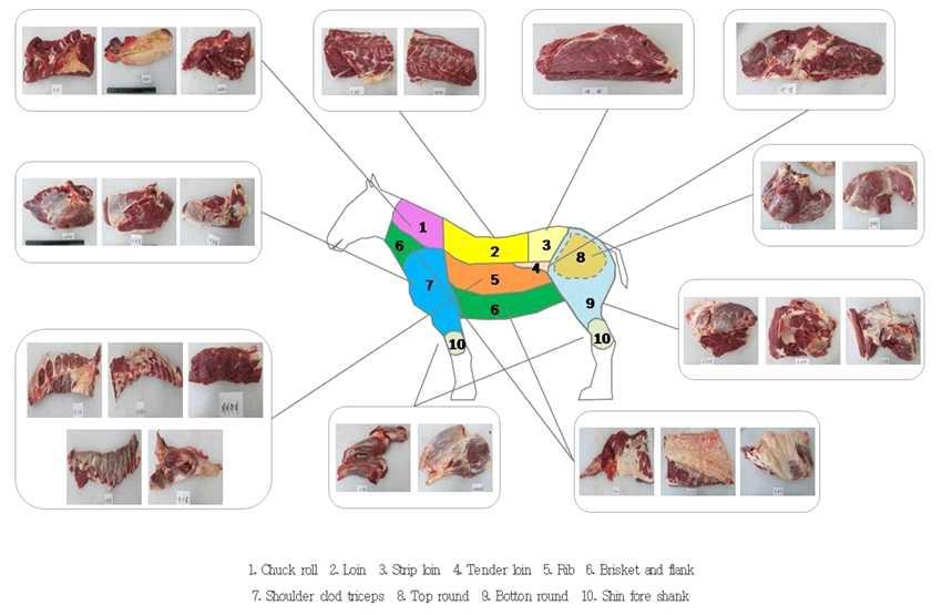 말고기 부위 위치 및 분할 형태