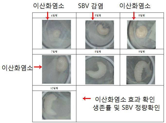SBV감염 애벌레에 대한 이산화염소 효능평가 실험