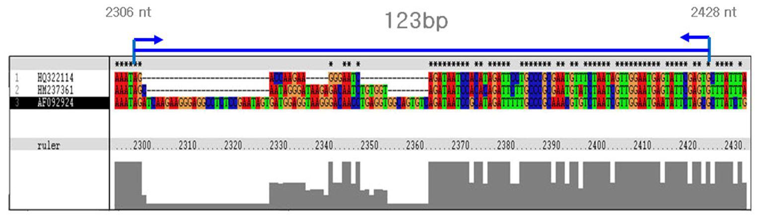 The location of detection primers on KSBV genome.
