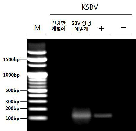 KSBV 양성 애벌레 유전자증폭 후 DNA 전기영동 결과