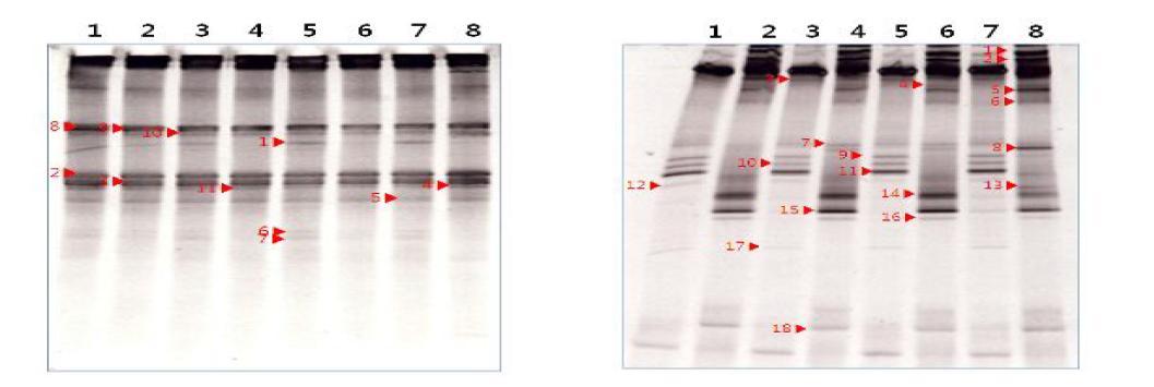 PCR-DGGE에 의한 막걸리의 DNA band