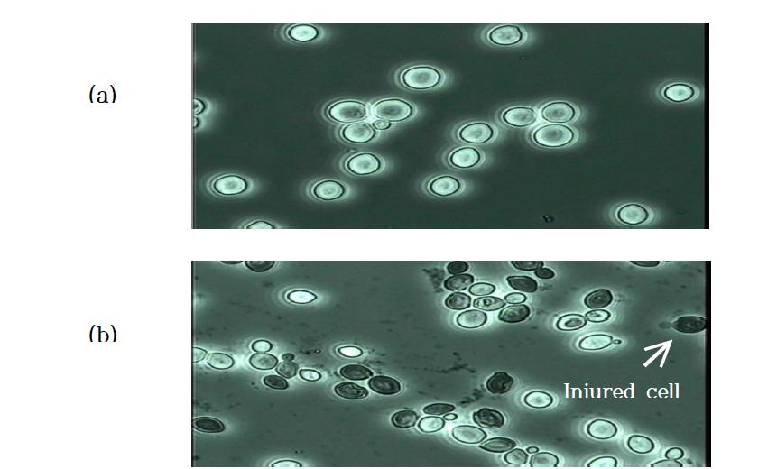 고강도 광펄스 처리 전후 효모의 세포염색 사진.