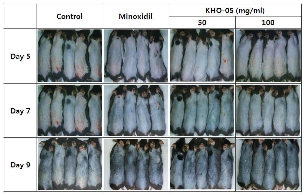 C57BL/6 마우스에서 KHO-05에 의한 모발 성장 변화의 육안적 관찰