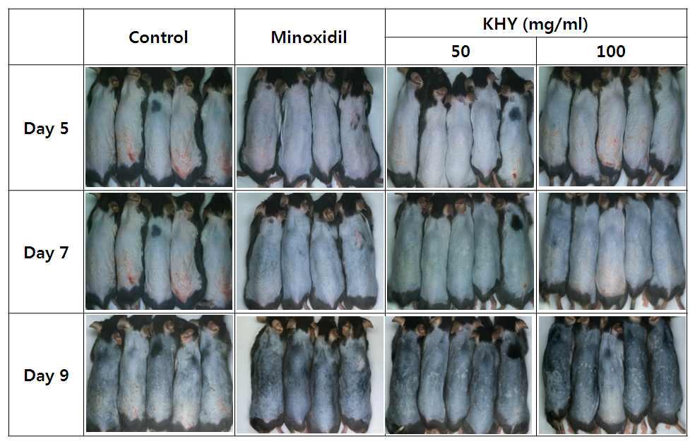 C57BL/6 마우스에서 KHY에 의한 모발 성장 변화의 육안적 관찰