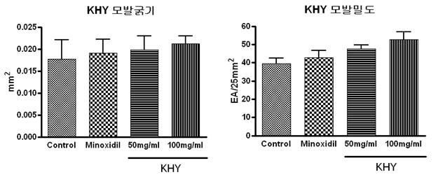 C57BL/6 마우스에서 KHY에 의한 모발 굵기 및 밀도 변화 확인