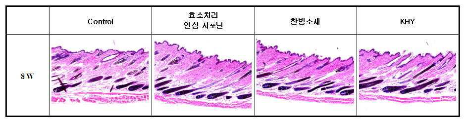 C57BL/6 마우스에서 KHY에 의한 모발 성장 변화의 조직학적 관찰 결과