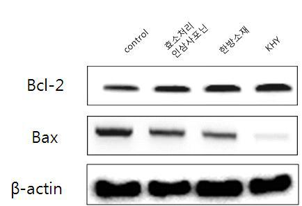 C57BL/6 마우스에서 KHY에 의한 모발 세포 사멸 방지 기전 확인