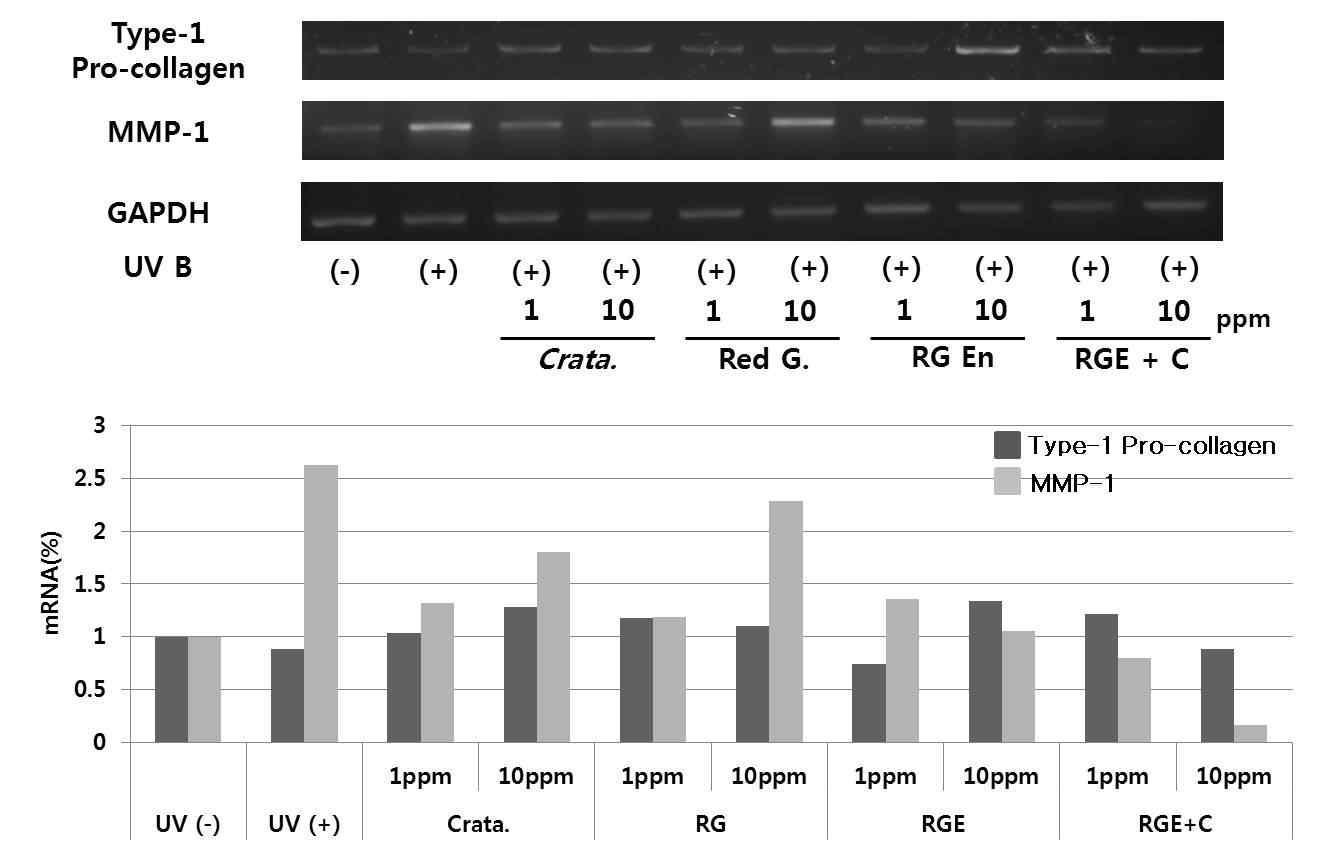 UV B를 조사한 HDF-N 세포에서 홍삼 및 한약재 추출물을 1, 10 ppm의 농도로 처리하여 48시간후의 Type-1 Procollagen 및 MMP-1의 mRNA 발현량을 확인한 결과. (Crata. : 산사 추출물, Red G : 홍 삼 추출물, RG En : 효소처리 홍삼 추출물, RGE+C : 효소처리 홍삼 및 산사 혼합물)
