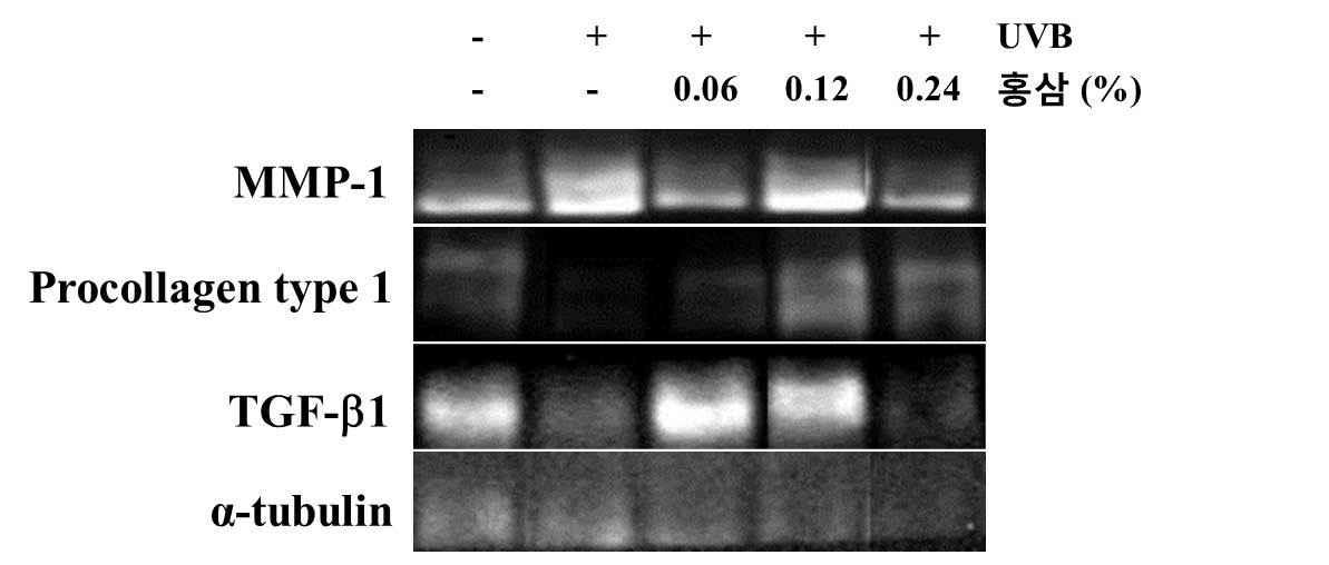 UVB를 조사한 광노화 무모생쥐에 효소처리홍삼 0.06%, 0.12% 및 0.24%의 농도로 함유된 소재를 식이 공급하여 피부 내 노화관련 지표 단백질의 변화를 관찰한 결과
