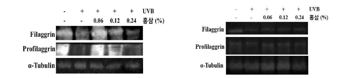 UVB를 조사한 광노화 무모생쥐에 효소처리홍삼 0.06%, 0.12% 및 0.24%의 농도로 함유된 소재를 식이공급하여 피부 표피층(좌) 및 진피층(우)의 보습 관련 지표 단백질의 변화를 관찰한 결과