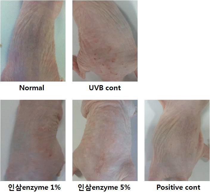 UVB를 조사한 광노화 무모생쥐에 효소처리 인삼 소재를 1% 및 5%의 농도로 처리하여 주름 생성을 확인한 결과