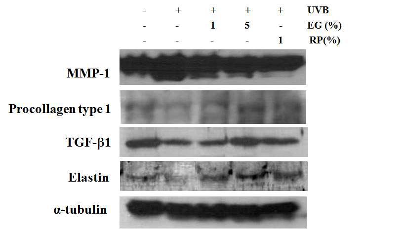 UVB를 조사한 광노화 무모생쥐에 효소처리 인삼 소재를 1 및 5%의 농도로 처리하여 피부 내 노화관련지표 단백질의 변화를 관찰한 결과