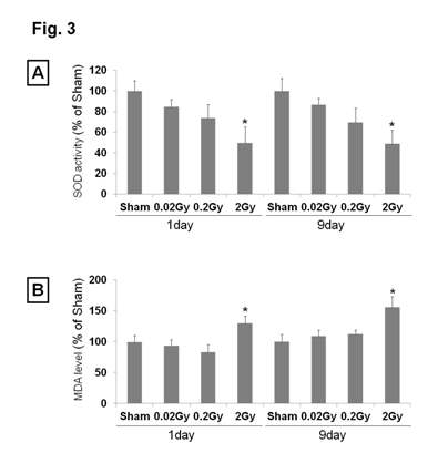 고환에서의 SOD activity와 MDA level 변화