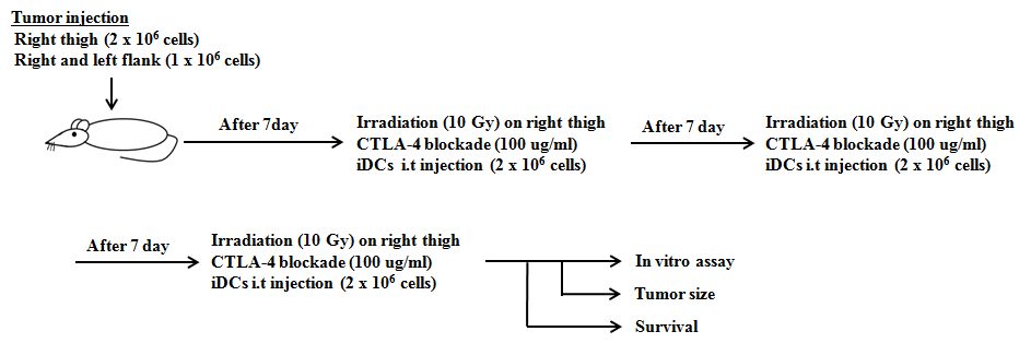Schematic of the schedule for combination treatment of IR/iDC and CTLA-4 blockade