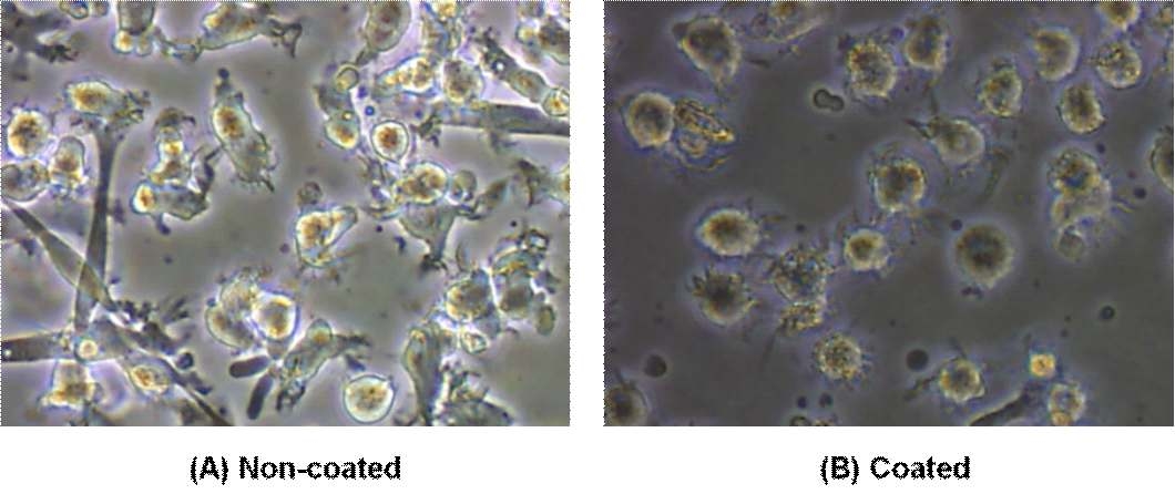 Morphologies of mDCs derived from hydrogel-coated culture condition and
