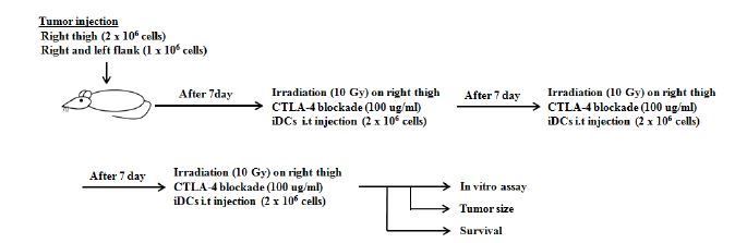 The Schematic of the schedule for combination treatment of IR/iDC and CTLA-4 blockade.