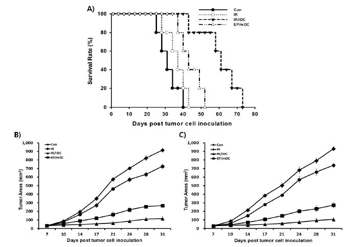Intratumoral injection of iDCs into irradiated tumors effectively induces an antitumor effect.