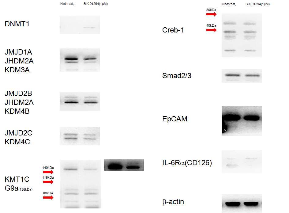 폐암세포주 H23 세포에 BIX 01294를 2mM 농도로 6주 이상 처리하였을 세포 내 신호전달 물질분자의 양을 분석하였을 때 DNMT1이 증가하고 JMJD1A,2B,2C, KMT1C, Smad2/3 분자가 감소하는 변화를 확인 할 수 있었다.