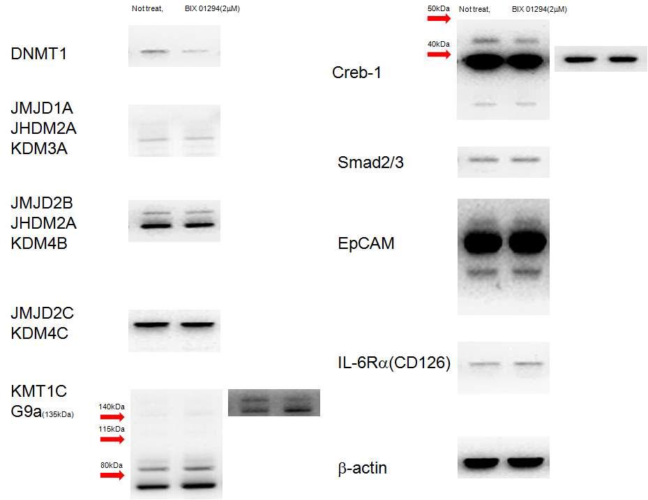 폐 암세포주 U87MG 세포에 BIX 01294를 2mM 농도로 6주 이상 처리하였을 세포내 신호전달 물질분자의 양을 분석하였을 때 DNMT1이 감소하고 KMT1C가 분자가 증가하는 변화를 확인 할 수 있었다.