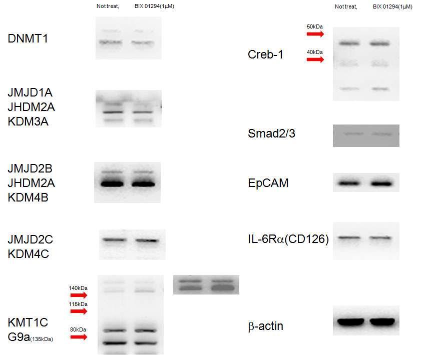 간 암세포주 Hep3B 세포에 BIX 01294를 1mM 농도로 6주 이상 처리하였을 세포내 신호전달 물질분자의 양을 분석하였을 때 DNMT1, JMJD1A가 감소하고 KMT1C가 분자가 증가하는 변화를 확인 할 수 있었다.