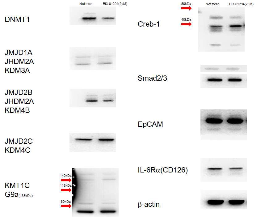 간 암세포주 Hep3B 세포에 BIX 01294를 1mM 농도로 6주 이상 처리하였을 때 세포내 신호전달 물질분자의 양을 분석하였을 때 DNMT1, JMJD2B가 감소하고 JMJD2C, KMT1C, Creb-1 분자가 증가하는 변화를 확인 할 수 있었다.