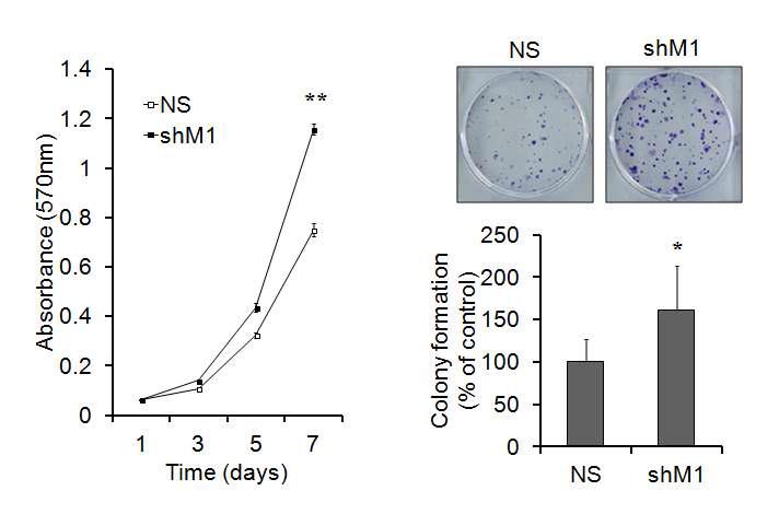 MTT와 Clonogenic 분석법을 이용한 세포 증식 변화 확인.