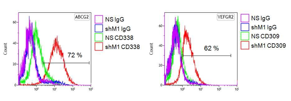 shM1 세포에서 ABCG2와 VEGFR2의 발현 증가