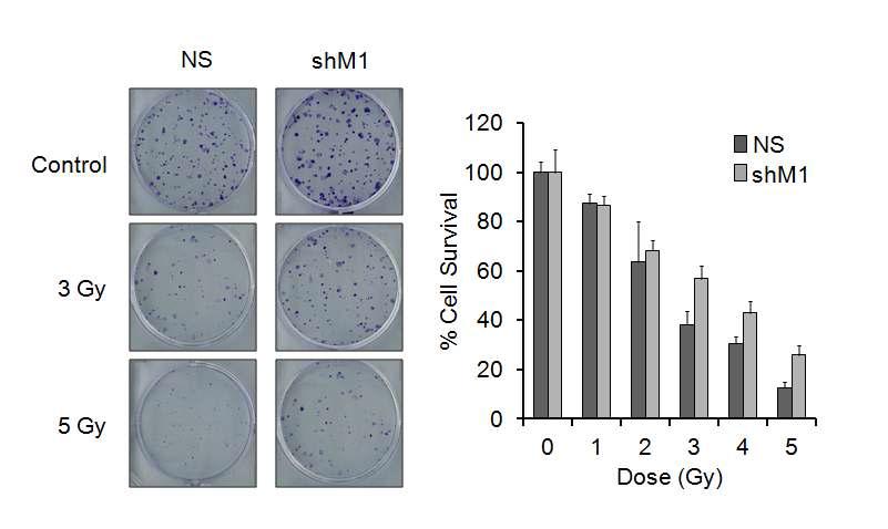 mH2A1 결핍에 의한 방사선 저항성 증가