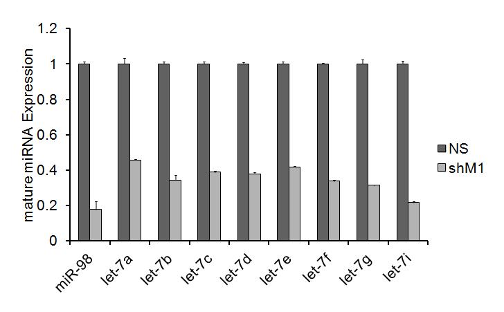 대조군과 shM1 세포에서의 let7 miRNA 발현 분석