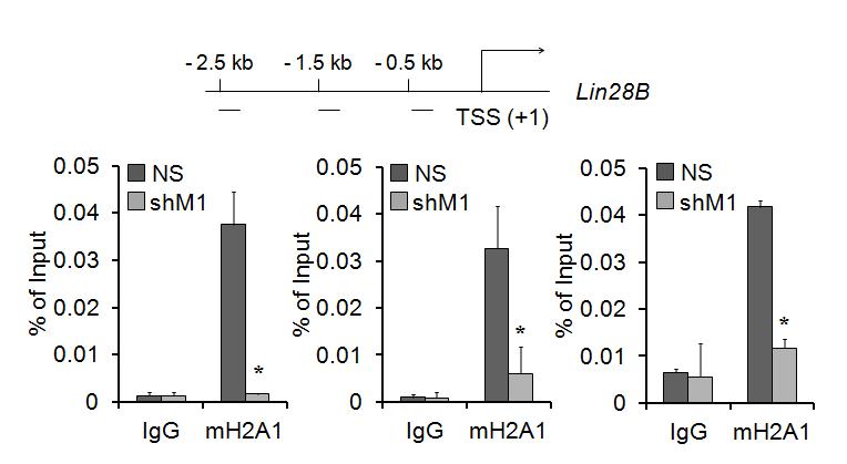 Lin28B의 발현에 mH2A이 직접적으로 관여하는지 조사