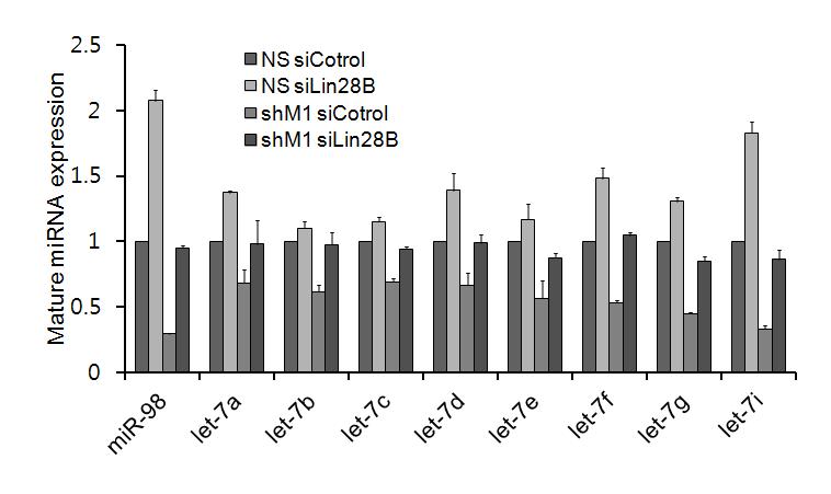 대조군과 shM1 세포에서 Lin28B를 knockdown 시켰을 때의 let7 miRNA 발현 조사